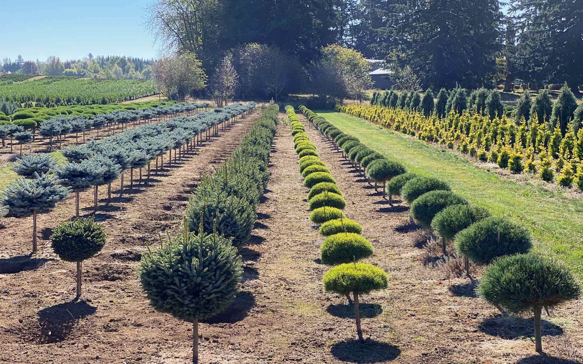 Don Marjama Nursery Ordering and availability